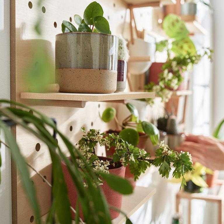 Drewniana półka z różnorodnymi roślinami w ceramicznych doniczkach w minimalistycznym wnętrzu.