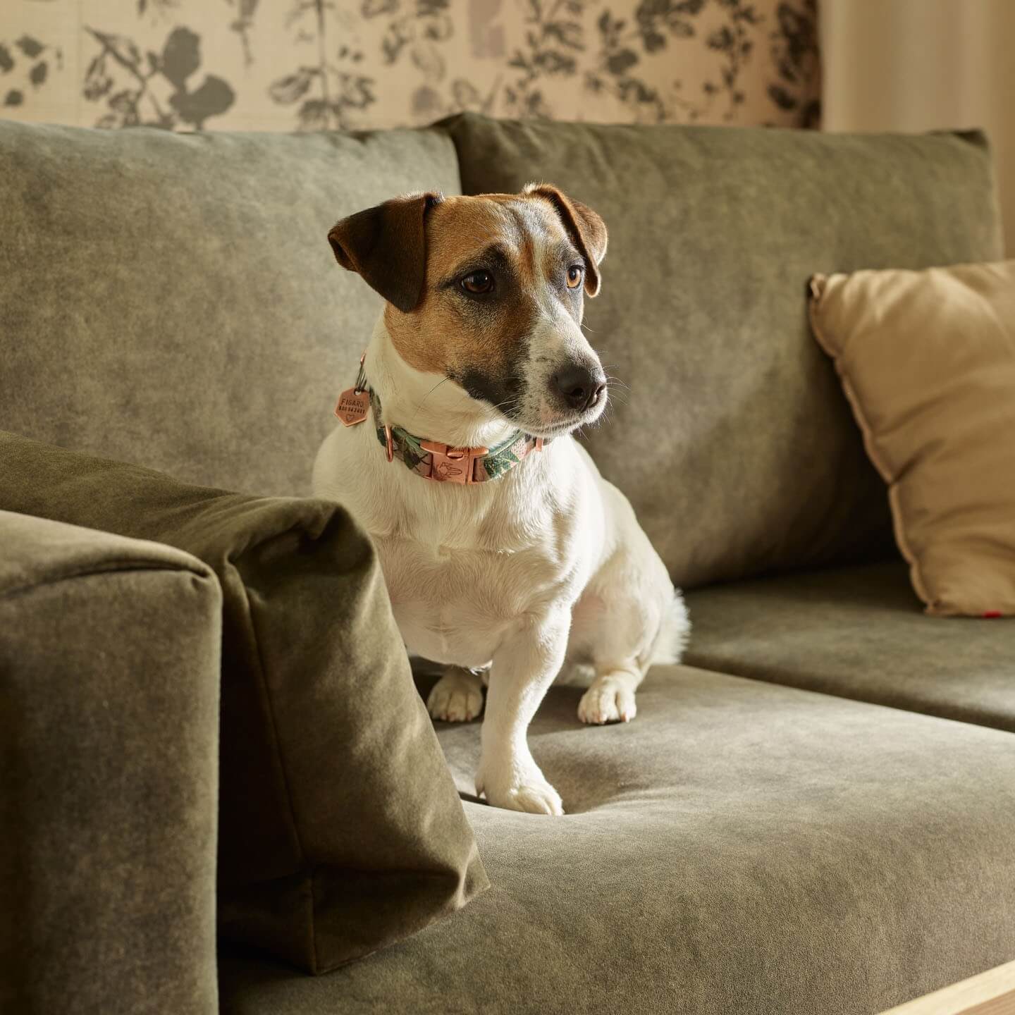 pies na welurowej sofie