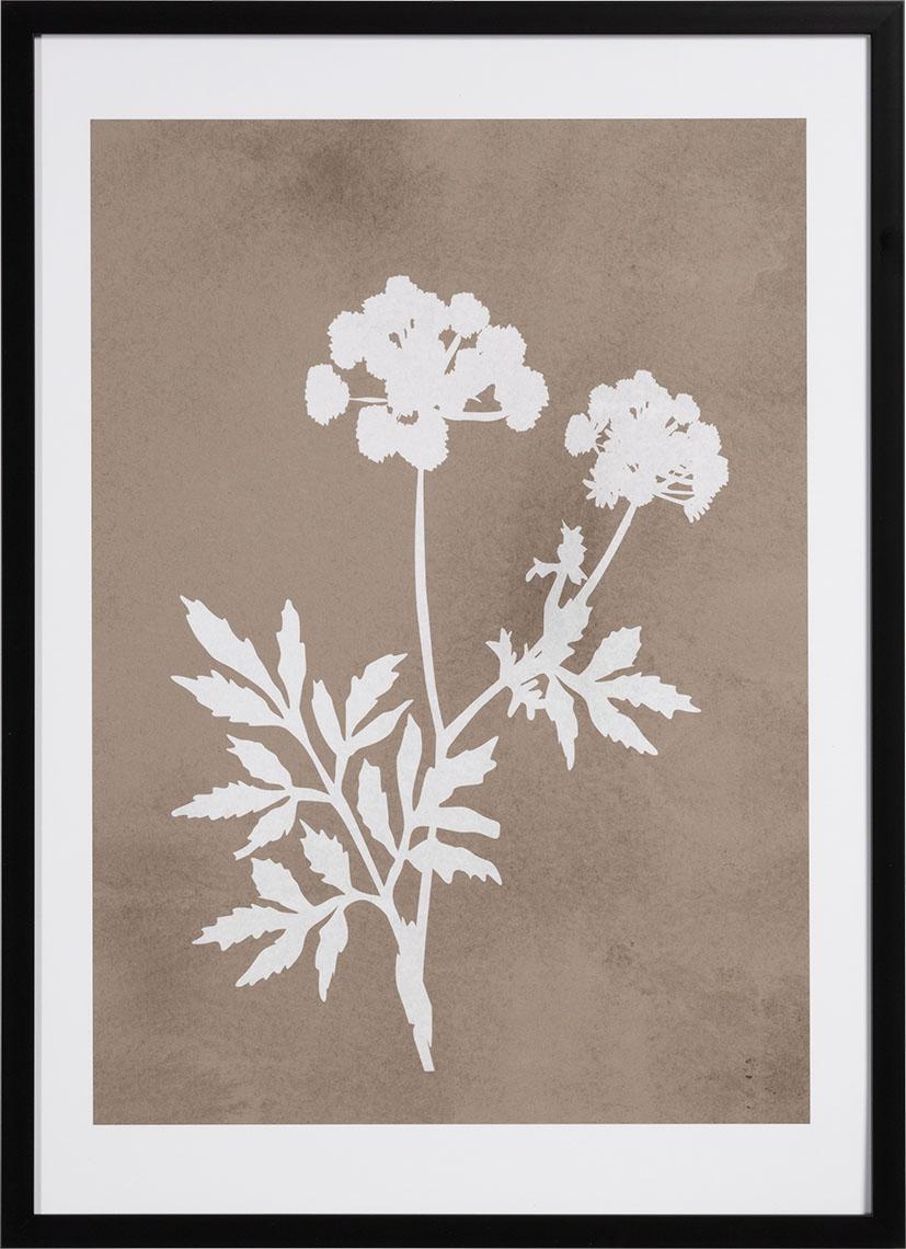 Campo II graphics